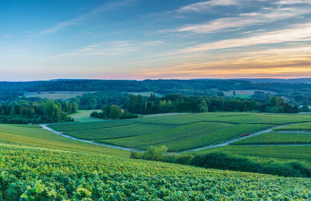 Montagne de Reims, vignoble.